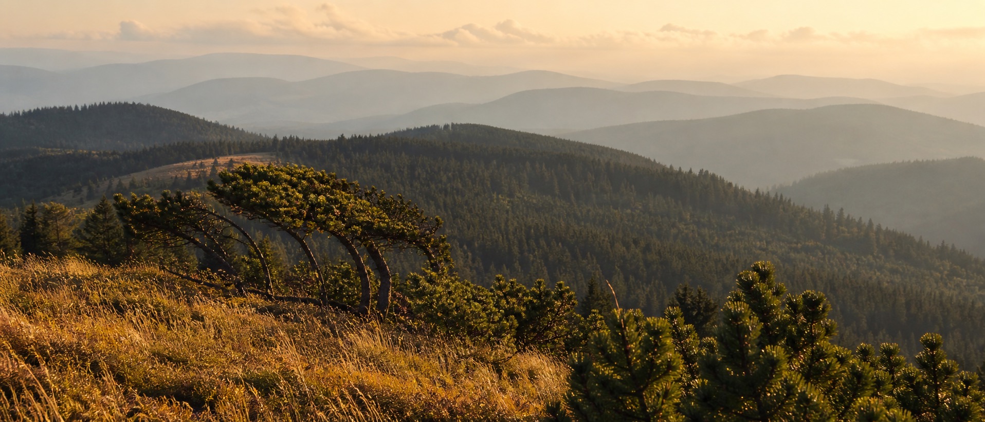 Sanfte Hügel des Schwarzwaldes mit goldenem Gras im Vordergrund.